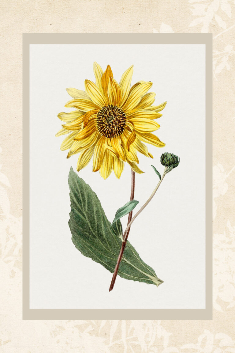 Vintage Sunflower 16x24