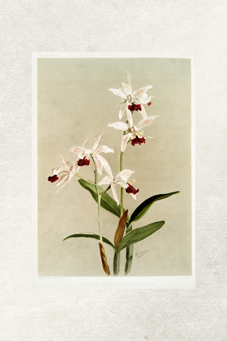 red center orchid 16x24